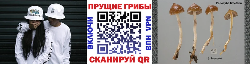 Псилоцибиновые грибы Psilocybine cubensis  Устюжна 